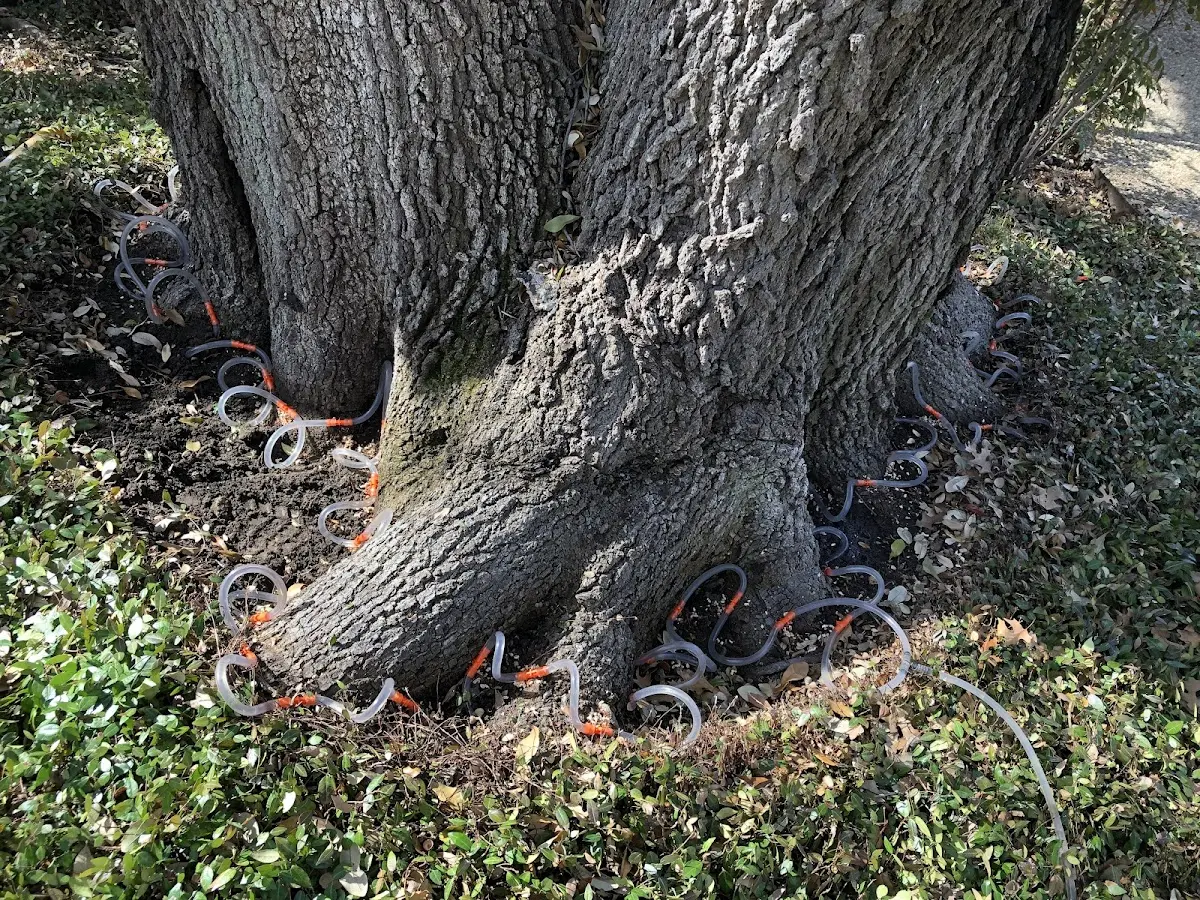 Detailed Tree Cabling and Bracing job site in Wellton
