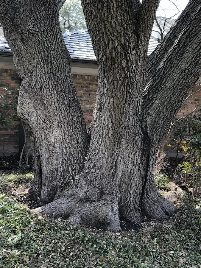 Mature heritage tree close to a Wellton property cared for by certified arborists